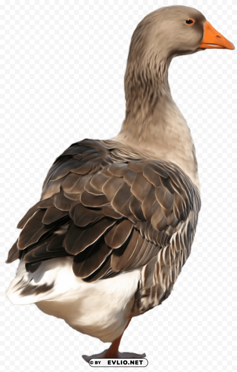 duck Isolated Artwork in Transparent PNG Format