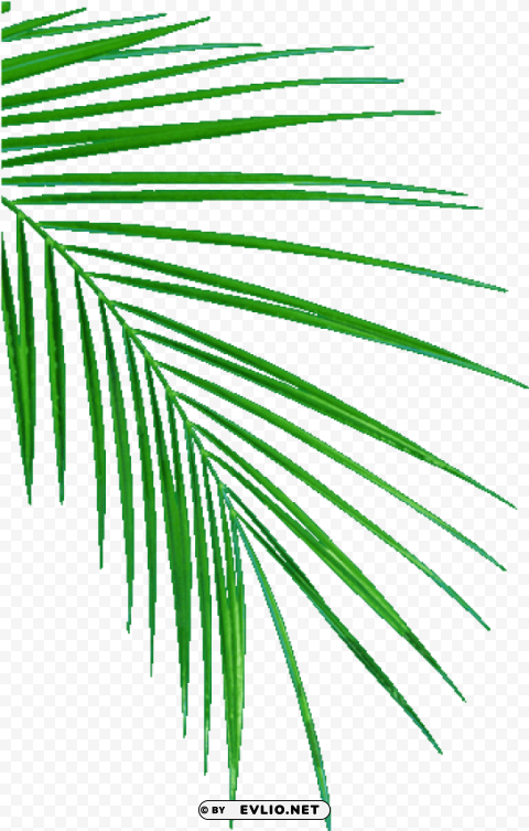 Oil Palm Leaf Sampling Transparent PNG Illustration With Isolation