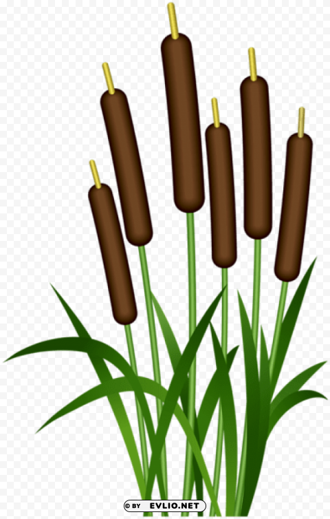 Bulrush Isolated PNG Element With Clear Transparency