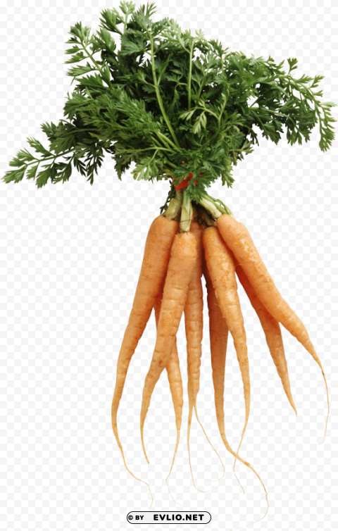 carrot PNG photos with clear backgrounds