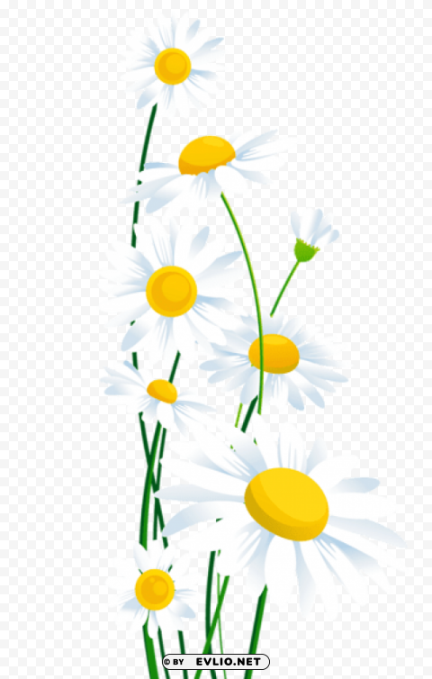  white daisies HighQuality Transparent PNG Isolated Artwork