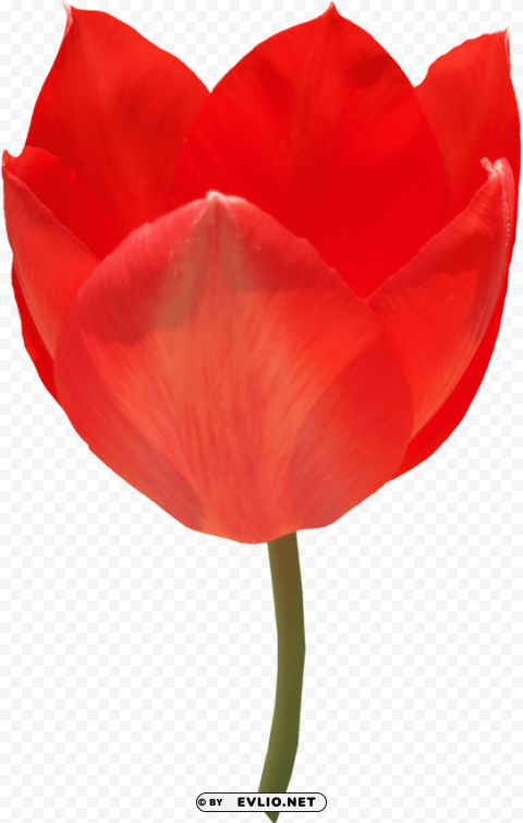 tulip HighQuality Transparent PNG Isolated Graphic Design