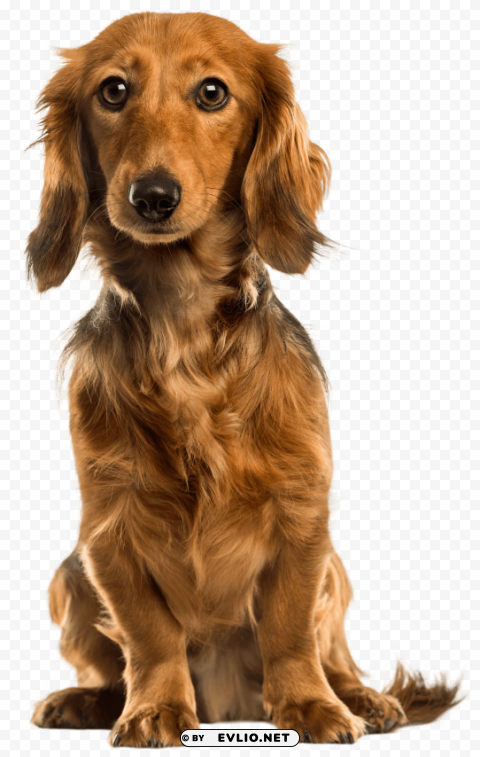 cute dog PNG graphics with clear alpha channel broad selection
