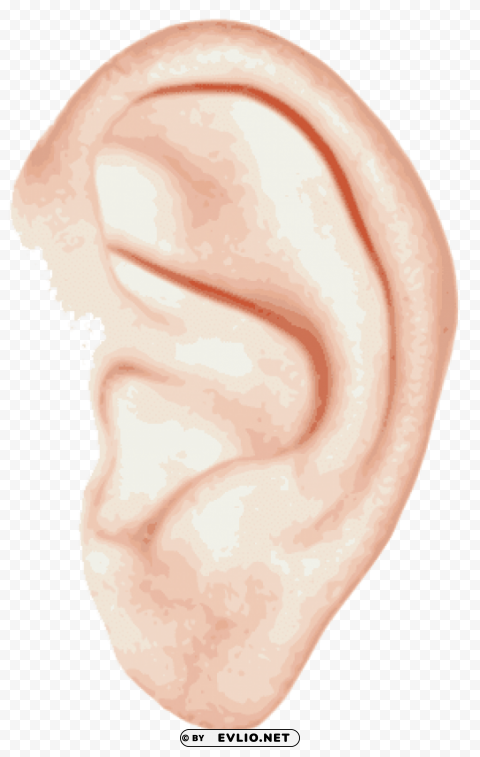 ear single Transparent design PNG