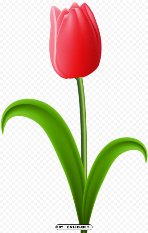 red tulip Isolated Icon in Transparent PNG Format