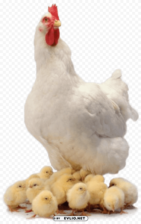 Chicken Family PNG Graphics With Transparent Backdrop