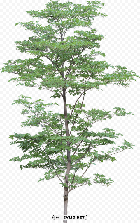 PNG image of tree PNG images with no royalties with a clear background - Image ID daea521a