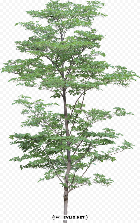 tree PNG with transparent backdrop