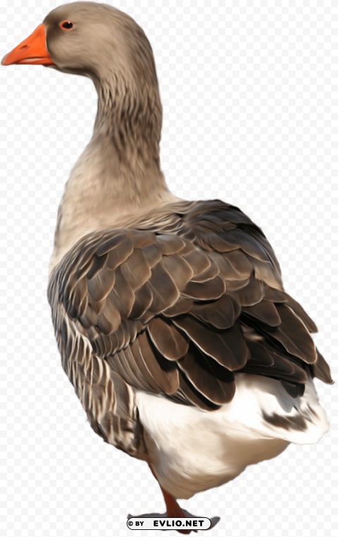 goose Isolated Character on HighResolution PNG