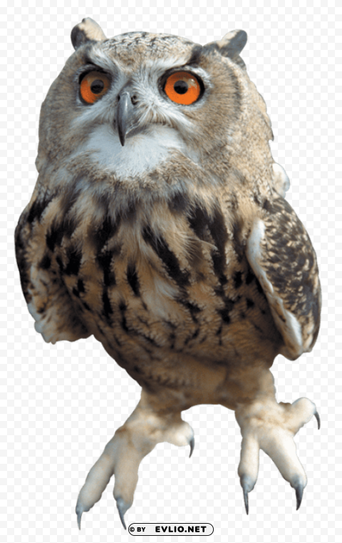 Owl Transparent Background PNG Clipart