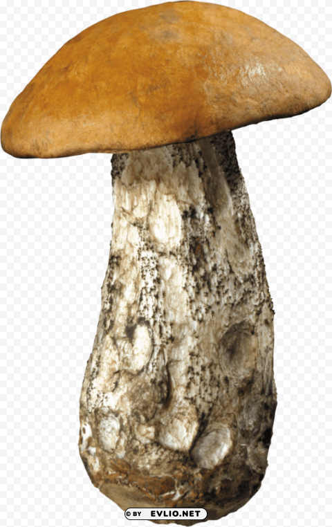 dirty mushroom PNG clear images