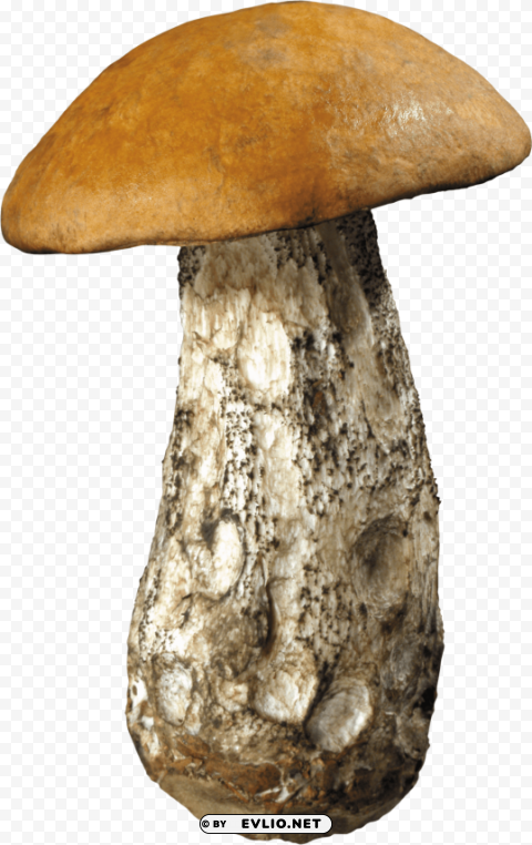 PNG image of mushroom Transparent Background PNG Isolated Pattern with a clear background - Image ID 83fc993e