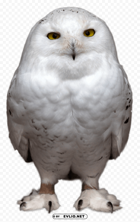 white owlpicture HighResolution Transparent PNG Isolated Item