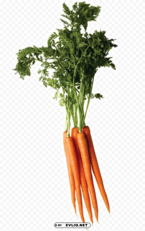 carrot PNG images with transparent overlay