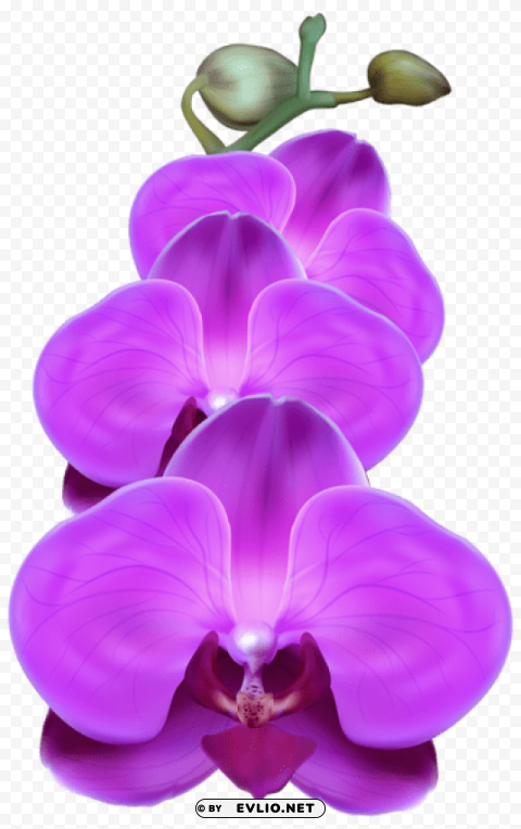 PNG image of purple orchid Transparent PNG images complete library with a clear background - Image ID c9841e80