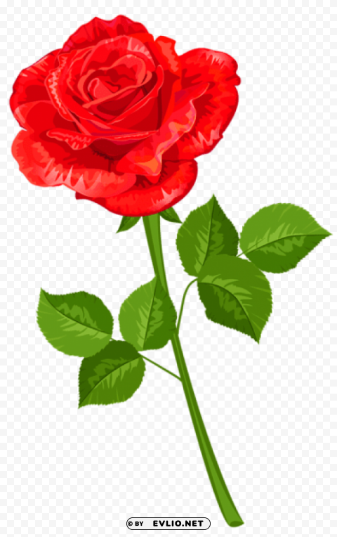 Rose HighResolution Transparent PNG Isolated Graphic