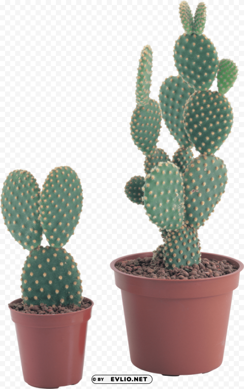 cactus ClearCut Background Isolated PNG Graphic Element