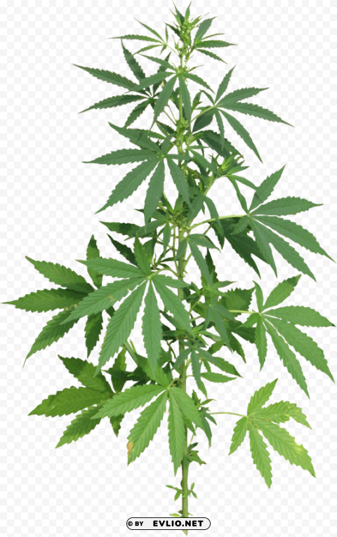 cannabis PNG Image Isolated with High Clarity