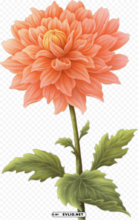 PNG image of dahlia PNG Image Isolated on Clear Backdrop with a clear background - Image ID dd2a02a2