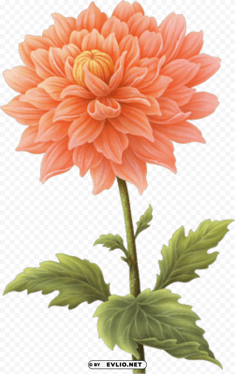 Dahlia PNG Image Isolated On Clear Backdrop