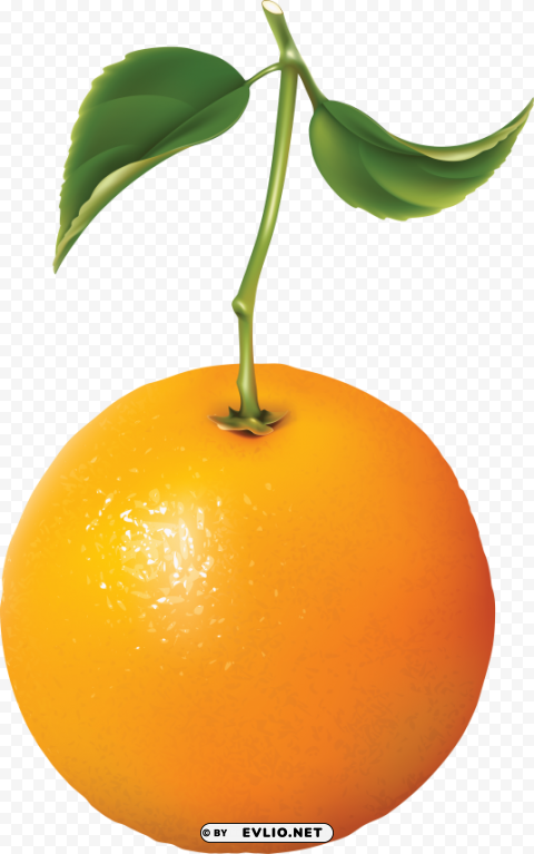 orange PNG Isolated Subject with Transparency