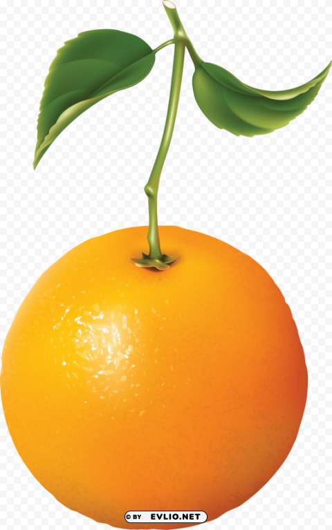 Orange Clipart Isolated Character In Transparent PNG