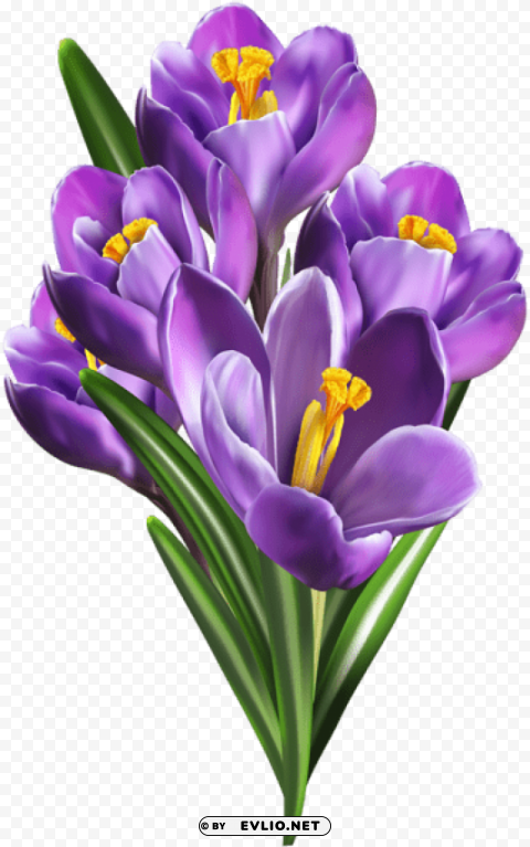 PNG image of purple crocuses PNG files with transparent canvas collection with a clear background - Image ID 976737a7