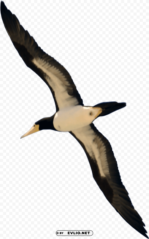 Real Bird Flying PNG Images With Alpha Transparency Selection