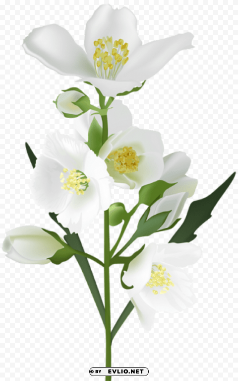 PNG image of white flower PNG transparency images with a clear background - Image ID 8045c9c3