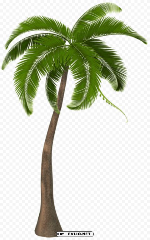 beautiful palm tree PNG without background