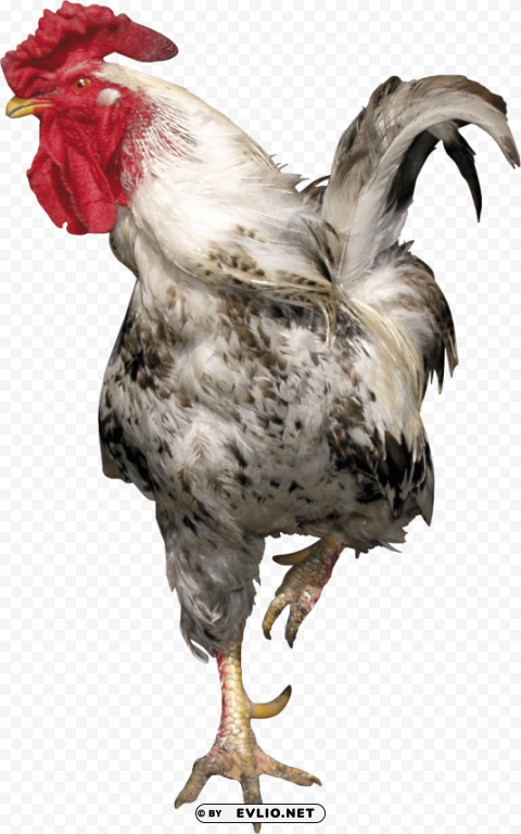 cock High-resolution transparent PNG files