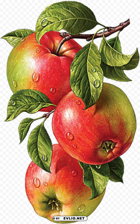 drawing pencil colour fruits Free download PNG with alpha channel