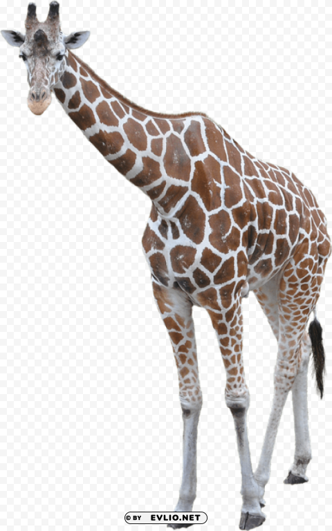 giraffe PNG Graphic with Transparent Background Isolation