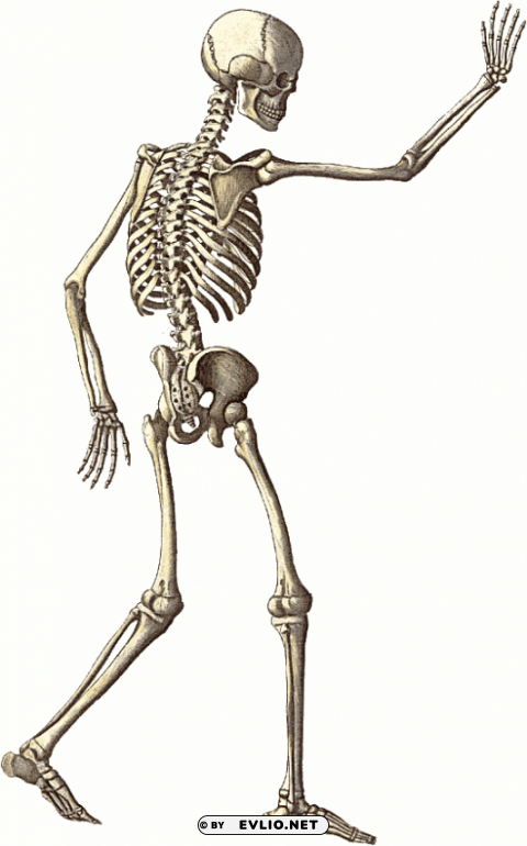 free skeleton public domain halloween 4 PNG images transparent pack