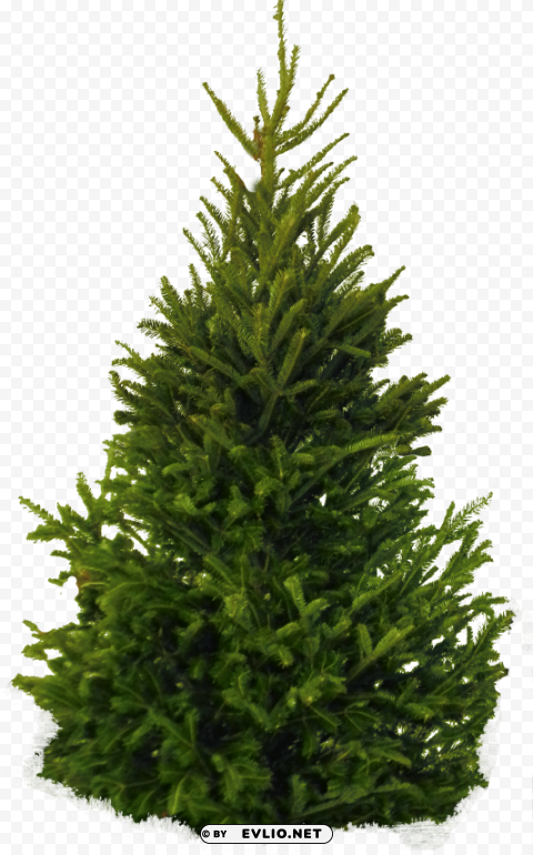 Tree PNG Images With High Transparency