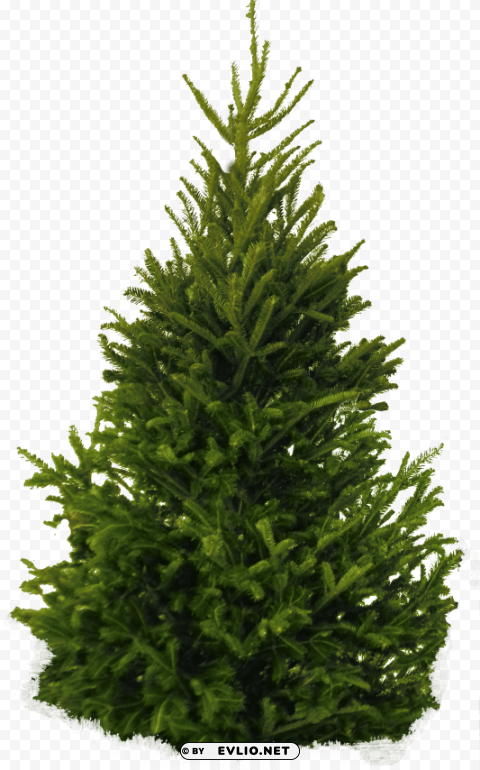 tree PNG Image with Isolated Subject