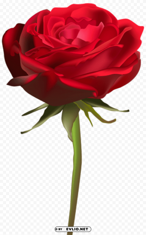 PNG image of beautiful red rose Isolated Artwork in Transparent PNG with a clear background - Image ID 848db3ef