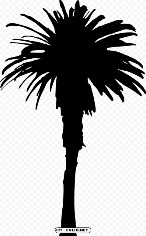 Palm Tree Isolated Item In HighQuality Transparent PNG