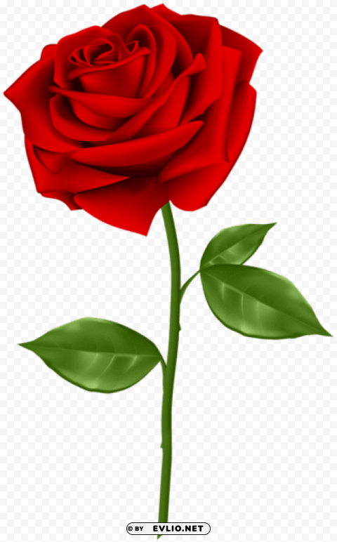 red rose PNG transparent designs for projects