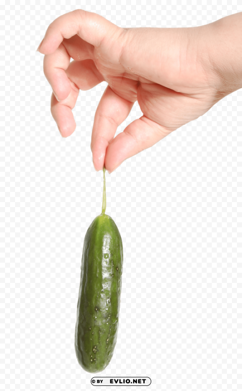 Cucumber In Hand PNG With No Registration Needed