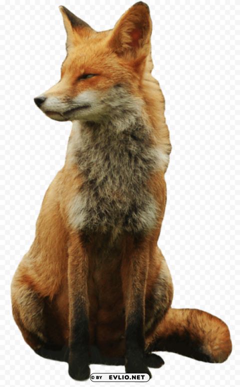 fox HighQuality Transparent PNG Isolated Graphic Design