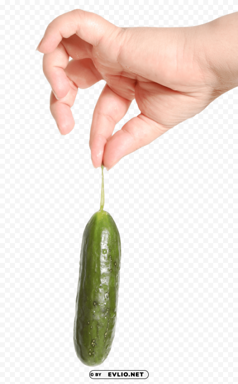 Hand Holding Cucumber PNG Image with Transparent Background Isolation