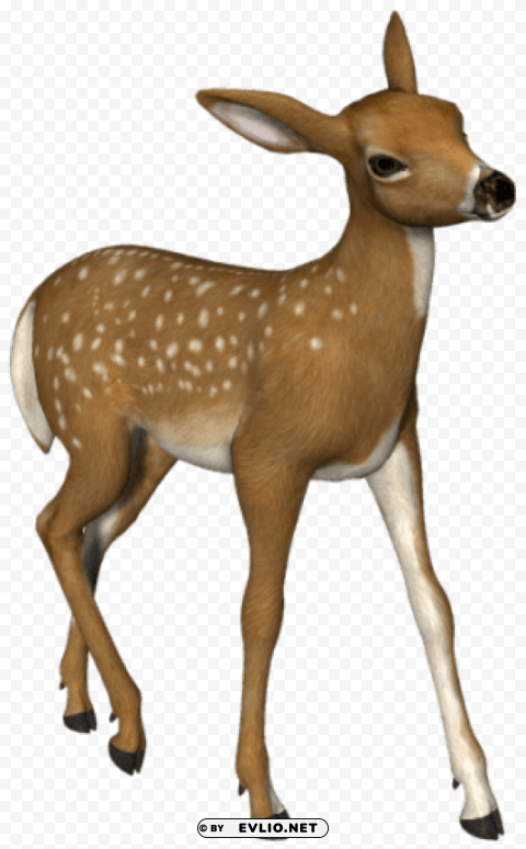 small roe deer 3d PNG files with no background assortment