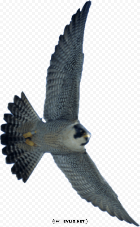 falcon PNG transparent graphics bundle
