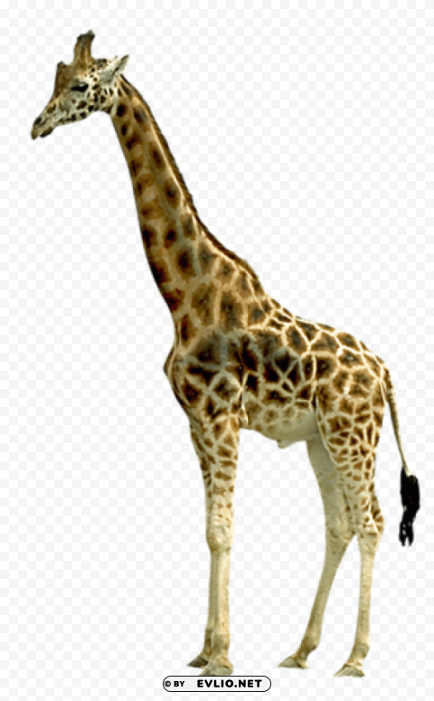 giraffe Free PNG images with transparent layers png images background - Image ID 80233f16