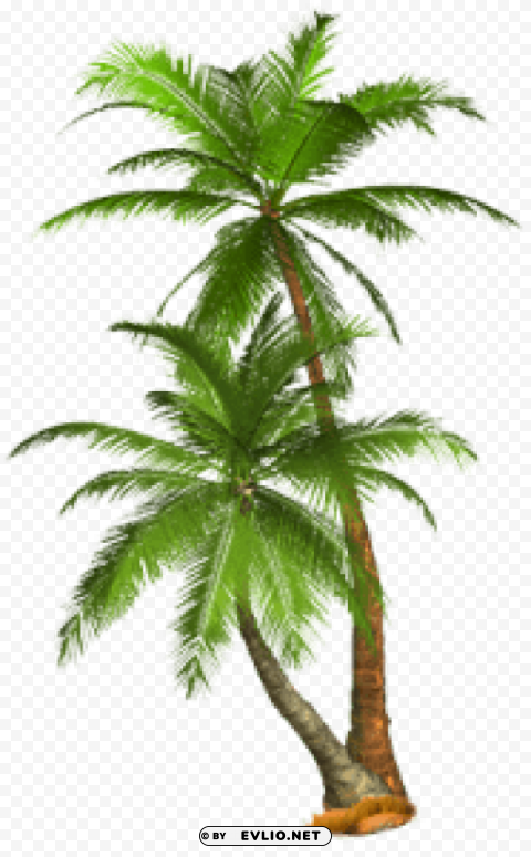 palm tree PNG pictures with no background required