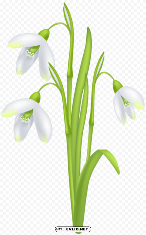 snowdrop flower Transparent Background Isolated PNG Figure