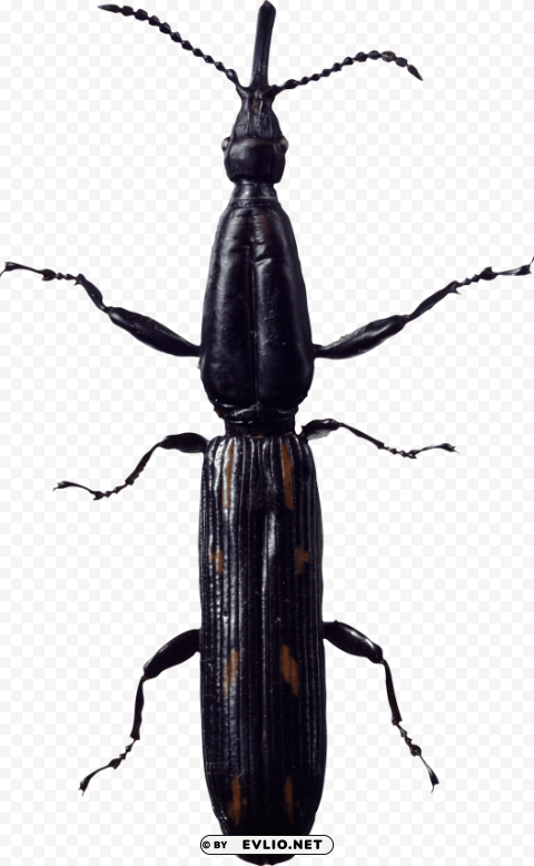 bug long Isolated Item with HighResolution Transparent PNG