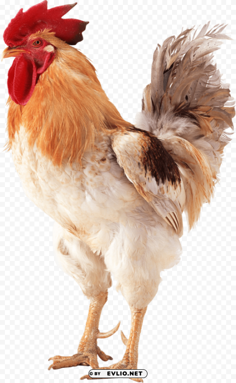 cock Free PNG images with transparent layers compilation