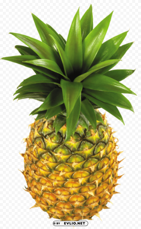 pineapplepicture Clear Background PNG with Isolation